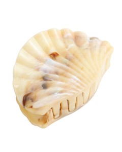 HH1287 Shell Hair Claw Clip Yellow